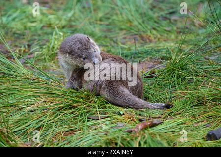 Lontra europea (Lutra lutra) sul lago Foto Stock