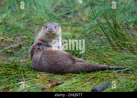 Lontra europea (Lutra lutra) sul lago Foto Stock