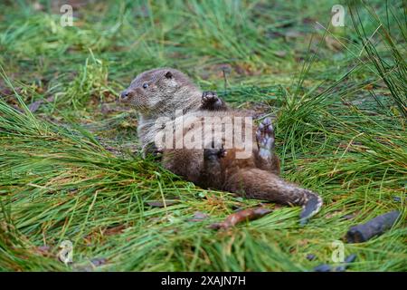 Lontra europea (Lutra lutra) sul lago Foto Stock