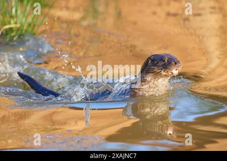 Lontra europea (Lutra lutra), tuffati nello stagno Foto Stock