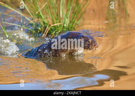 Lontra europea (Lutra lutra), tuffati nello stagno Foto Stock