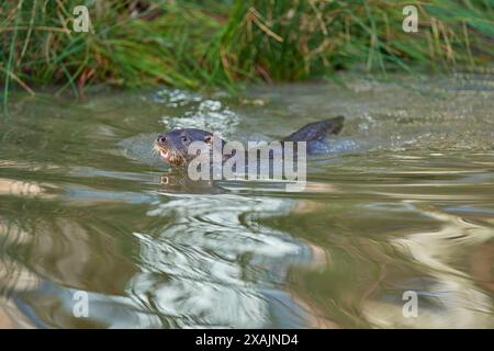 Lontra europea (Lutra lutra), nuota in inverno Foto Stock