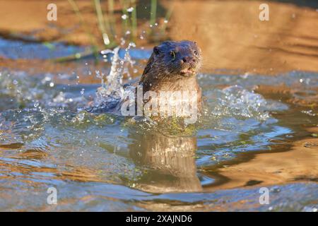 Lontra europea (Lutra lutra), tuffati nello stagno Foto Stock