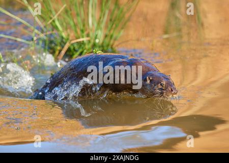 Lontra europea (Lutra lutra), tuffati nello stagno Foto Stock
