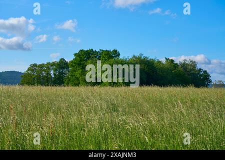 Paesaggio con prato in primavera, Großheubach, Miltenberg, Spessart, Baviera, Germania Foto Stock