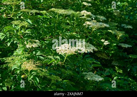 Fioritura dei fiori di sambuco in primavera, Baviera, Germania Foto Stock