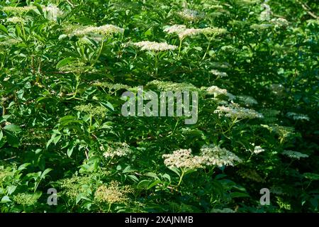 Fioritura dei fiori di sambuco in primavera, Baviera, Germania Foto Stock