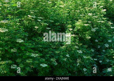 Fioritura dei fiori di sambuco in primavera, Baviera, Germania Foto Stock