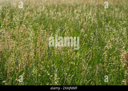 Prato in primavera, Großheubach, Miltenberg, Spessart, Baviera, Germania Foto Stock