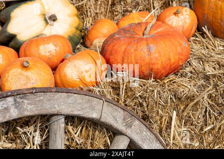 Austria, Serfaus-Fiss-Ladis, zucche, Serfaus. Foto Stock