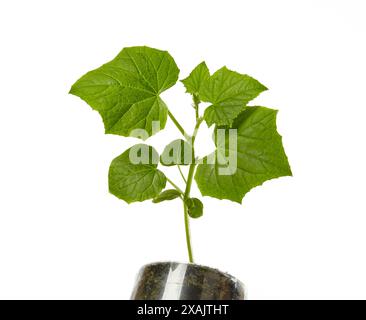 Giovani piantine di cetriolo in vaso isolate su fondo bianco. Piantine verdi di cetrioli freschi Foto Stock