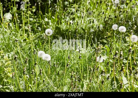 Bianchi mordelioni soffici su uno sfondo di erba verde in primavera. Fiori di dente di leone con piume volanti Foto Stock