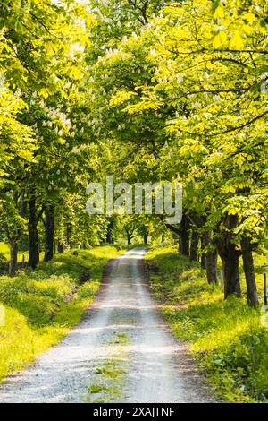 Sentiero escursionistico tra castagni in fiore in primavera nel Parco naturale Habichtswald a Kassel, nel nord dell'Assia Foto Stock