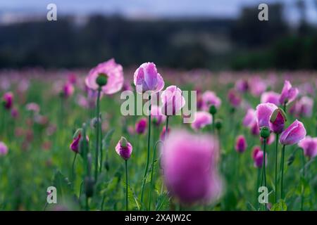 Papavero da oppio rosa in fiore nel villaggio papavero di Germerode nel parco Geo-Nature Frau-Holle-Land all'alba Foto Stock