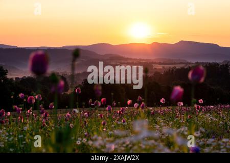 Papavero da oppio rosa in fiore nel villaggio papavero di Germerode all'alba Foto Stock