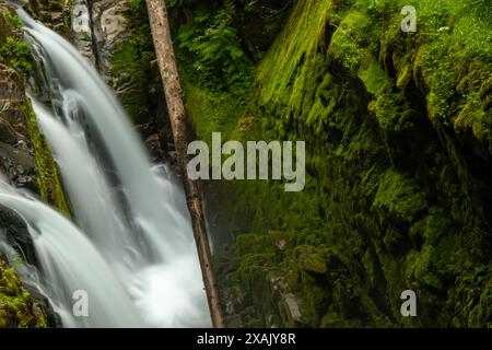 Fallen Tree Trunk divide le cascate Sol Duc e il muro coperto di muschio alto nell'Olympic National Park Foto Stock