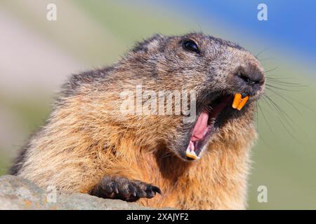 Marmotta alpina (marmota marmota) sbadiglio marmotta, ritratto Foto Stock