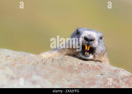 Marmotta alpina (Marmota marmota) la marmotta poggia la testa sulla roccia con la bocca aperta Foto Stock