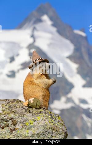 Marmotta alpina (Marmota marmota) Marmotta con cappello da trekking seduto sulla roccia di fronte a Grossglockner Foto Stock