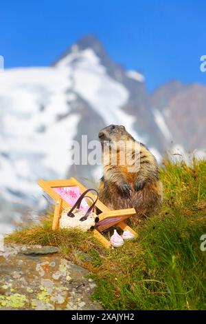 Marmotta alpina (Marmota marmota) Marmotta in piedi dietro la sdraio di fronte a Großglockner Foto Stock