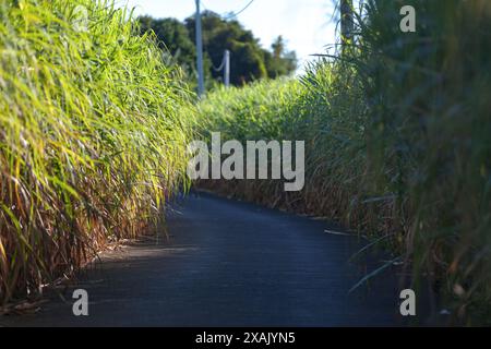 Stretta strada asfaltata che passa attraverso un campo di canna da zucchero Foto Stock