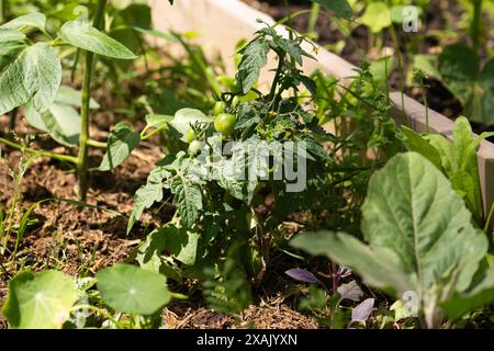 Pomodori coltivati in casa in un'azienda agricola biologica. Foto Stock