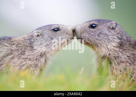 Marmotta alpina (Marmota marmota) due giovani marmotte naso a naso Foto Stock