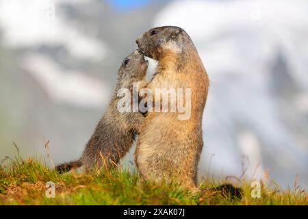 Marmotta alpina (Marmota marmota) la giovane marmotta saluta la vecchia marmotta naso a naso Foto Stock