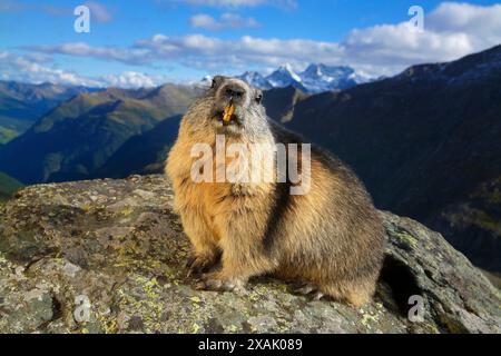 Marmotta alpina (Marmota marmota) Marmotta seduto su roccia in un paesaggio alpino con il bel tempo cielo e guardando in macchina fotografica Foto Stock