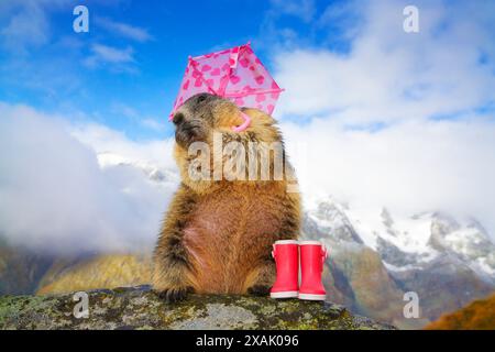 Marmotta alpina (Marmota marmota) Marmotta in piedi su roccia con ombrello rosa e stivali di gomma nel cielo limpido Foto Stock