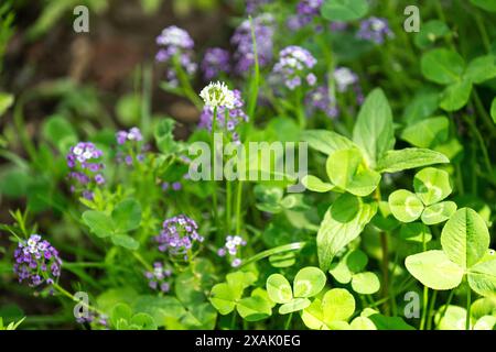 Sfondo estivo. Primo piano sull'erba verde Foto Stock