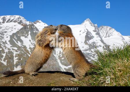 Marmotta alpina (Marmota marmota), due marmotte che combattono su una collina con il Großglockner sullo sfondo sotto un cielo blu Foto Stock