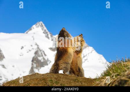 Marmotta alpina (Marmota marmota), due marmotte che combattono su una collina con il Großglockner sullo sfondo sotto un cielo blu Foto Stock