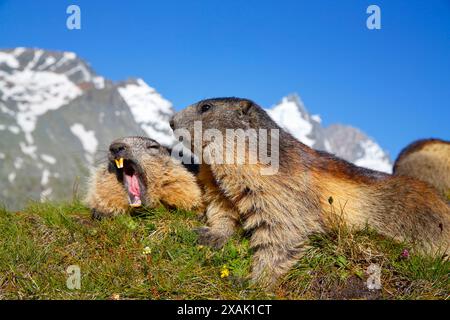 Marmotta alpina (Marmota marmota), marmotta adagiata in un prato di montagna e sbadigliando calorosamente un'altra che lo osserva Foto Stock