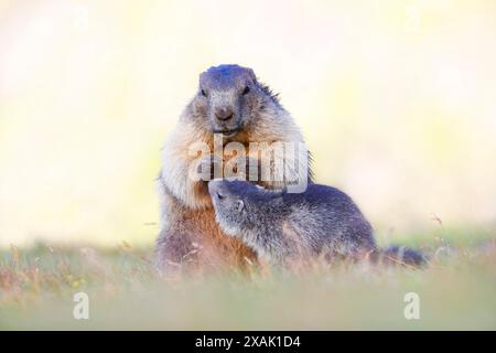 Marmotta alpina (Marmota marmota), giovane marmotta saluta adulta Foto Stock