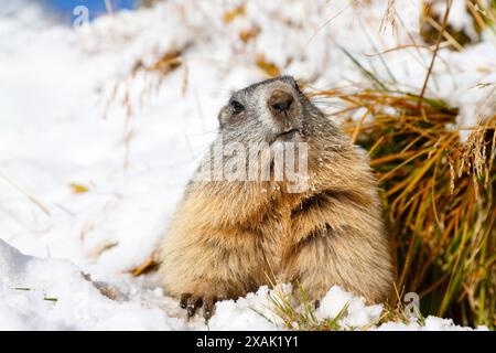 Marmotta alpina (Marmota marmota), la marmotta si affaccia fuori dalla tana in un paesaggio innevato a bocca aperta Foto Stock