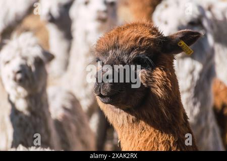 suri alpaca con fibra bianca che pascolano nell'altiplano con vegetazione verde e gialla in una giornata di sole con nuvole e cielo azzurro nelle ande Foto Stock