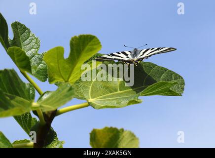 Concetto - ambiente, aria pura. Primavera - estate. Foglie fresche di fico giovane contro un cielo blu limpido. Farfalla Southern Swallowtail arroccata sulla foglia Foto Stock