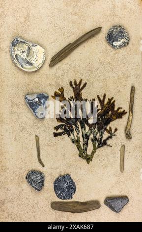 Una varietà di oggetti che sono stati trovati, flotsam e jetsam, nature morte Foto Stock