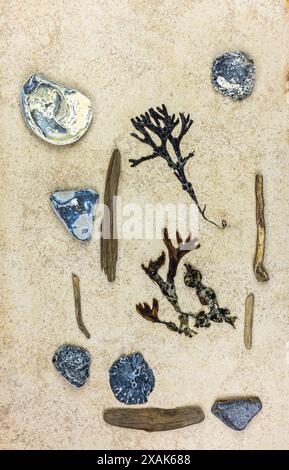 Una varietà di oggetti che sono stati trovati, flotsam e jetsam, nature morte Foto Stock