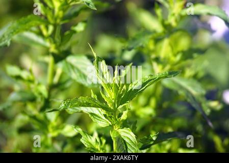 Foglie di menta (mentha longifolia) fotografate da vicino in una giornata di sole. La menta cresce in giardino. Foto Stock