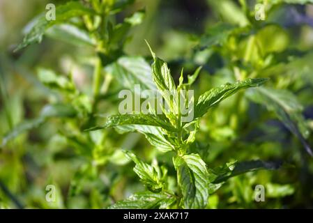 Mentha longifolia, nota anche come menta filata o primo piano dell'orseminto di San Giovanni: Sommità di ramoscelli con foglie verdi sotto il sole del mattino. Foto Stock