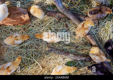 Nelle soleggiate giornate estive, i piccoli polli pelosi camminano a testa alta Foto Stock