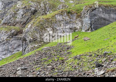 Europa, Germania, Baviera, Alpi Bavaresi, Berchtesgaden, stambecco alpino a Landtal nel Parco Nazionale di Berchtesgaden Foto Stock