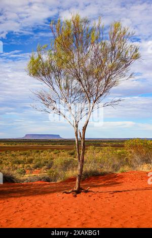 Monte Conner alias Fooluru nelle pianure desertiche del Red Center of Australia nel territorio del Nord - piatto inselberg in arenaria per erosione, Foto Stock