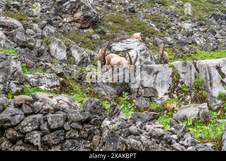 Europa, Germania, Baviera, Alpi Bavaresi, Berchtesgaden, stambecchi alpini nella valle del Landtal nel Parco Nazionale di Berchtesgaden Foto Stock