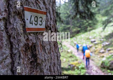 Europa, Germania, Baviera, Alpi Bavaresi, Berchtesgaden, segnavia su un albero in una foresta di montagna Foto Stock