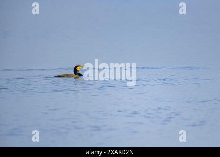 Un grande cormorano (Phalacrocorax carbo) in una laguna del Delta dell'Ebro in un pomeriggio invernale (Montsià, Tarragona, Catalogna, Spagna) Foto Stock