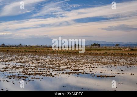 Campi di riso inondati nel Delta dell'Ebro in un pomeriggio invernale (Tarragona, Catalogna, Spagna) ESP: Campos de arroz inundados en el Delta del Ebro Foto Stock