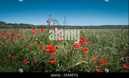 Prato vicino a Coursan, Francia Foto Stock